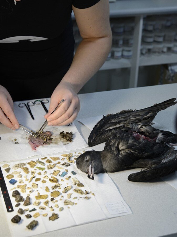 A dead bird sits next to a water paper towel covered in small pieces of plastic. Size varies.