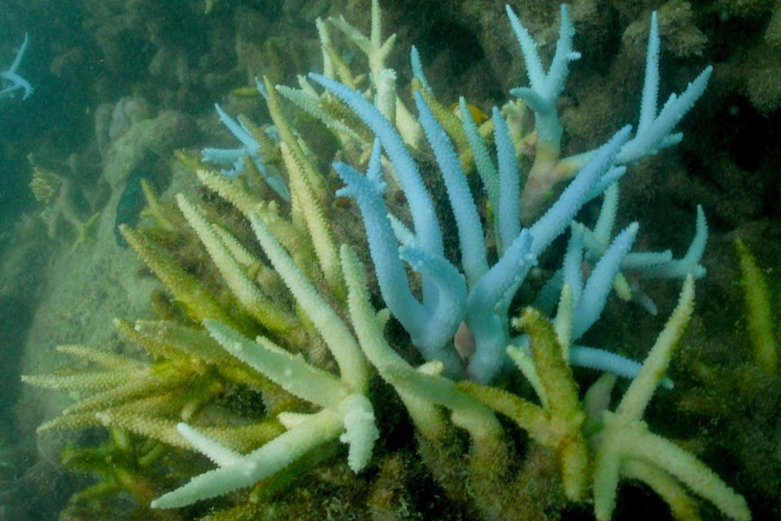 Coral and algae under the sea.