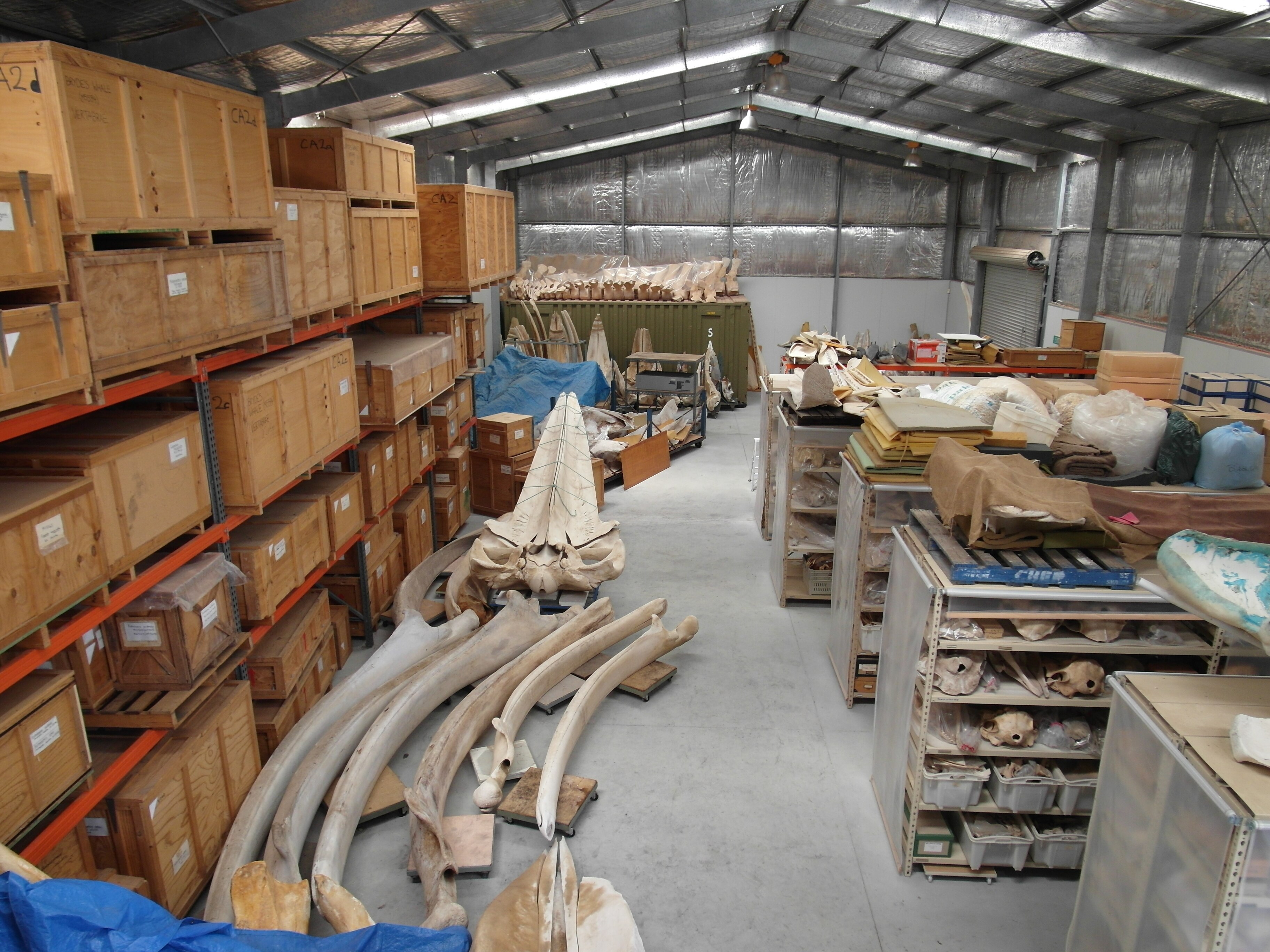 Shed with wooden crates stacked high on the left and large long bones piled on the floor, more in open cabinets on right