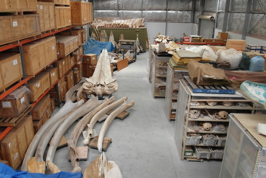 Shed with wooden crates stacked high on the left and large long bones piled on the floor, more in open cabinets on right