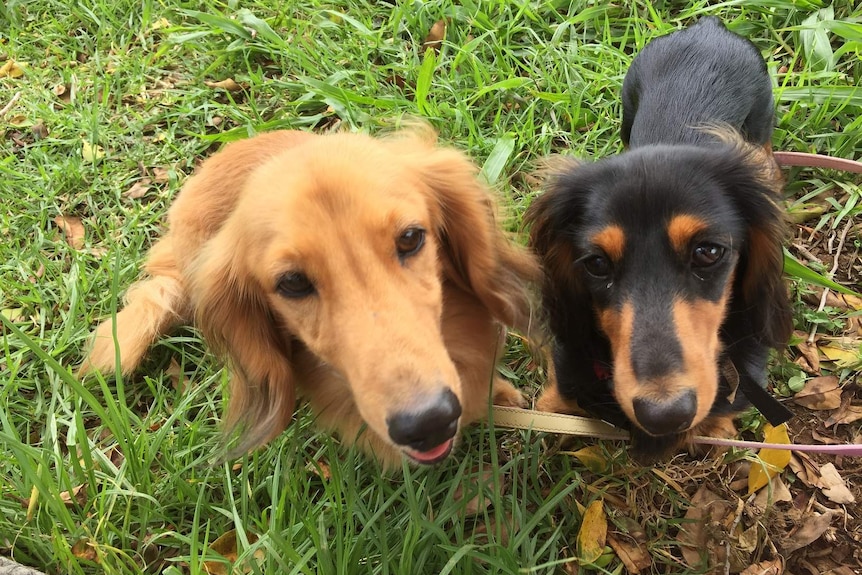 Dogs Hamish and Penny look up for a photo