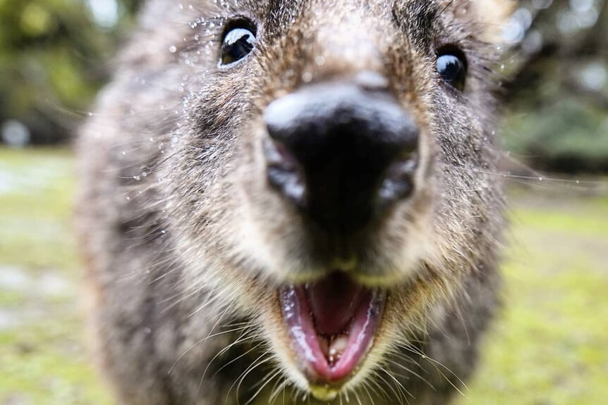 A pademelon gets up close to the camera.