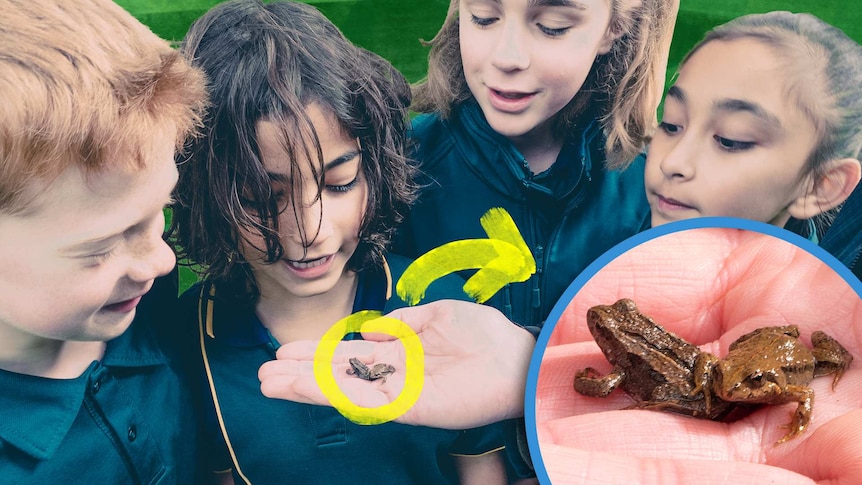 Four students gather closely around a hand holding two frogs. Inset, close up of the small frogs.