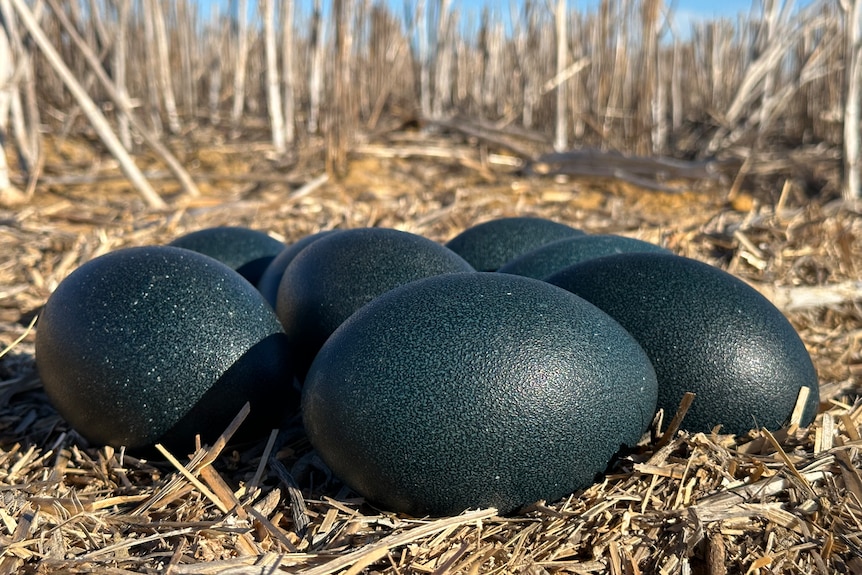 close up of green eggs in a field