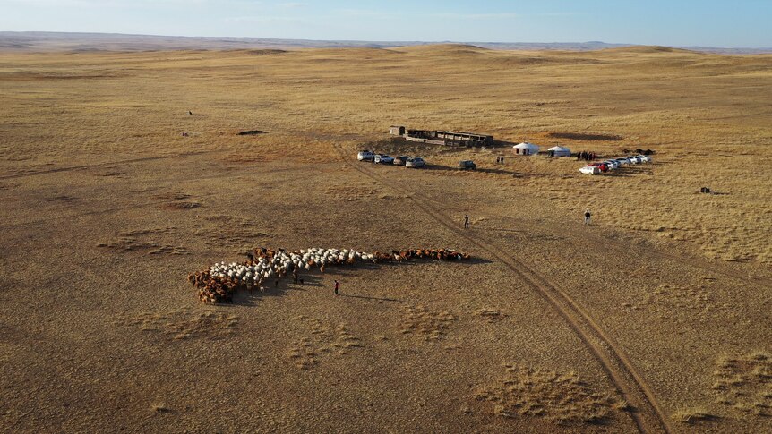 An aerial shot shows a small herd of livestock on a dry, arid landscape with a small crop of shelters nearby