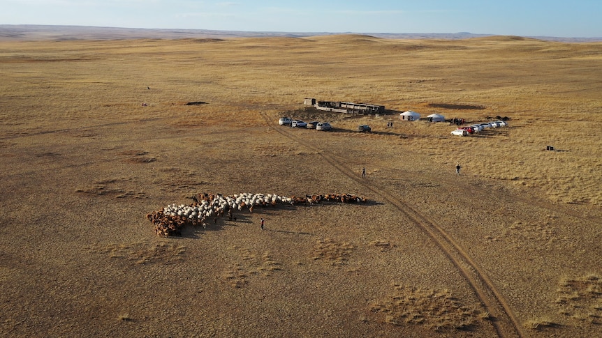 An aerial shot shows a small herd of livestock on a dry, arid landscape with a small crop of shelters nearby