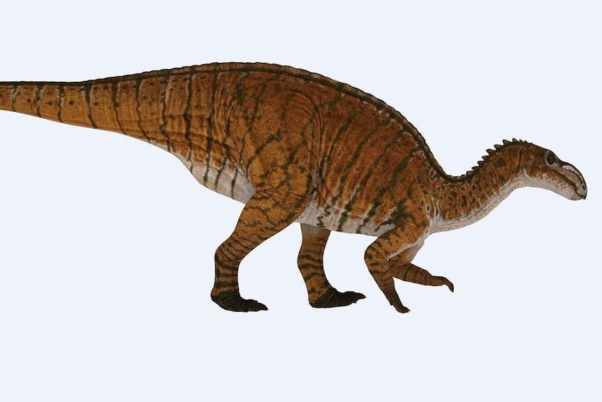 Australian dinosaur, the Muttaburrasaurus