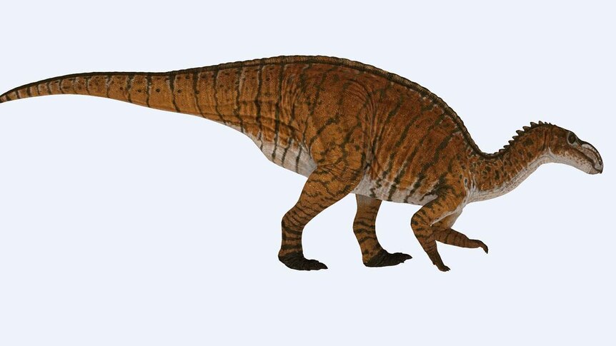 Australian dinosaur, the Muttaburrasaurus