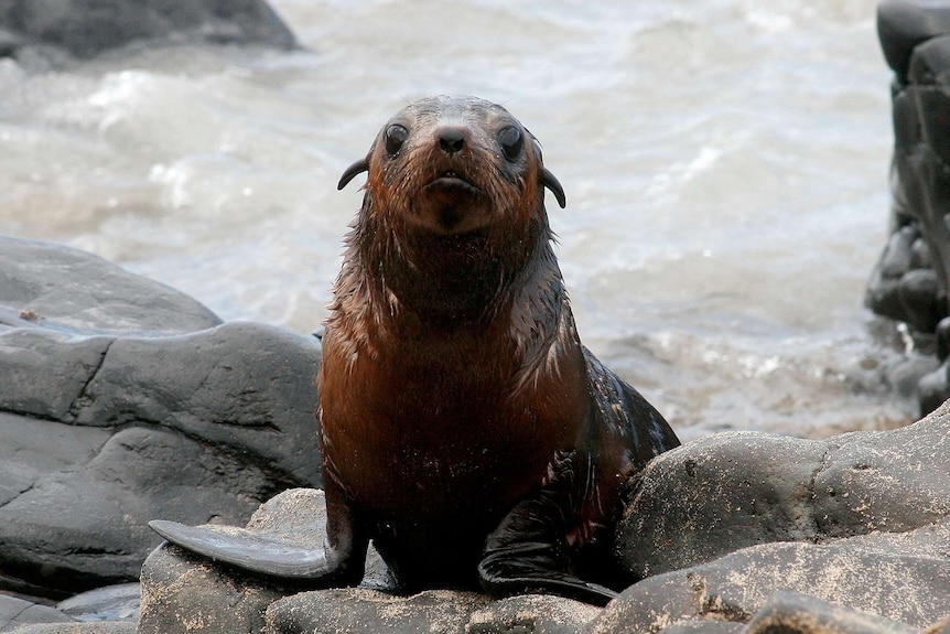 Australian fur seals in shallow water at Phillip Island