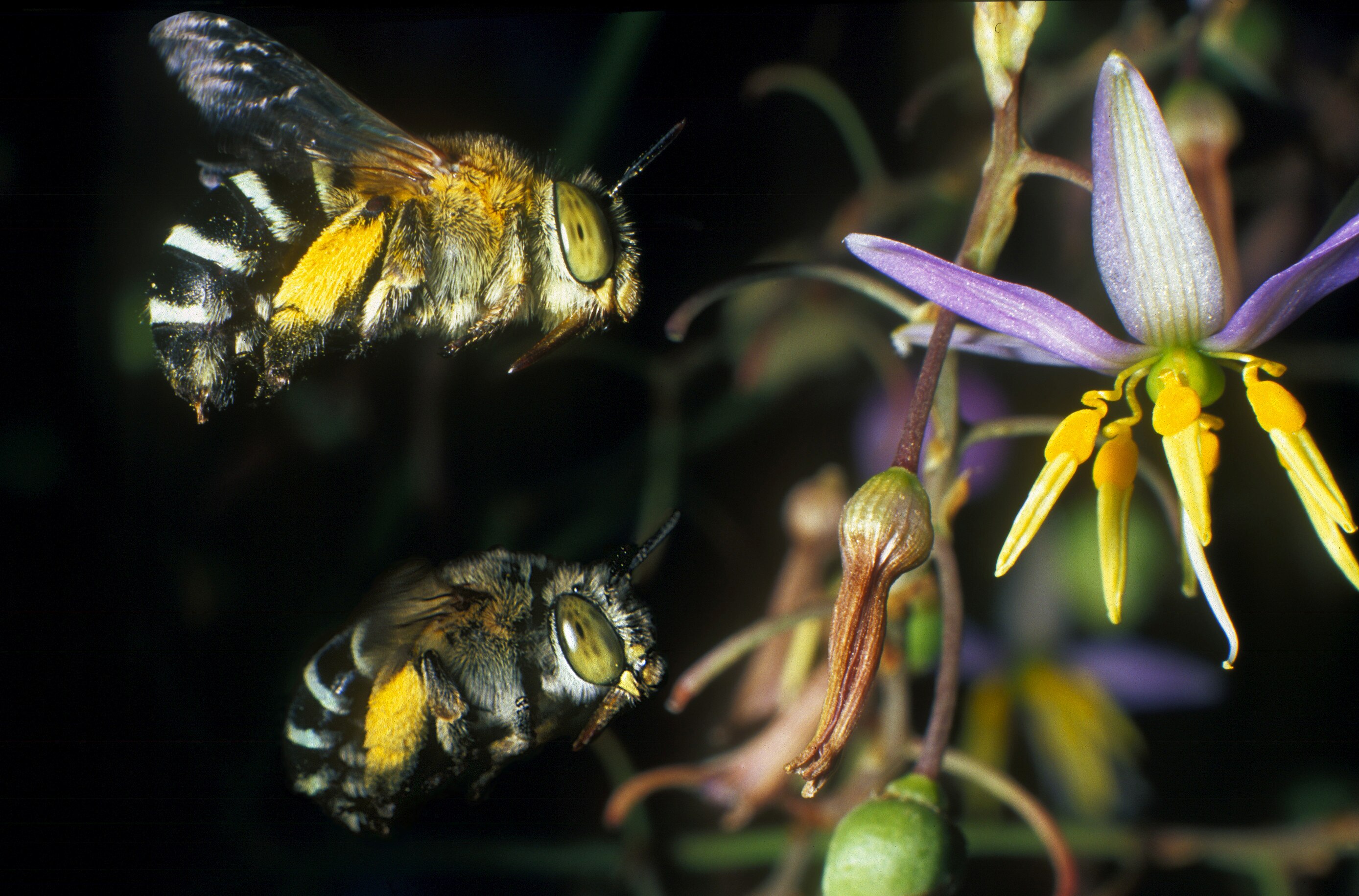 Two bees fly near a flower