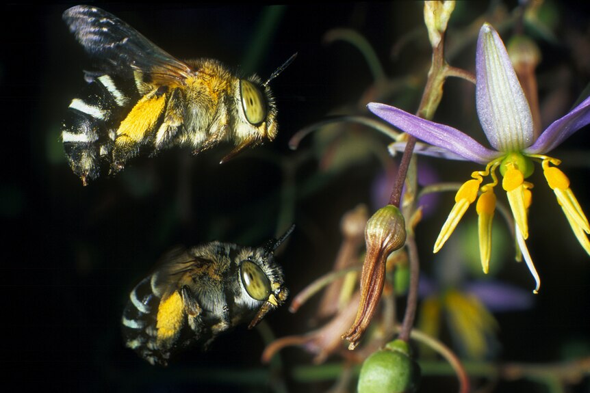 Two bees fly near a flower