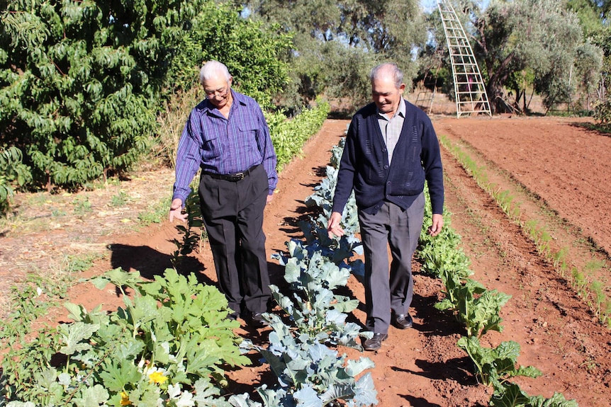 Two elderly gentlemen walk through their vegie patch