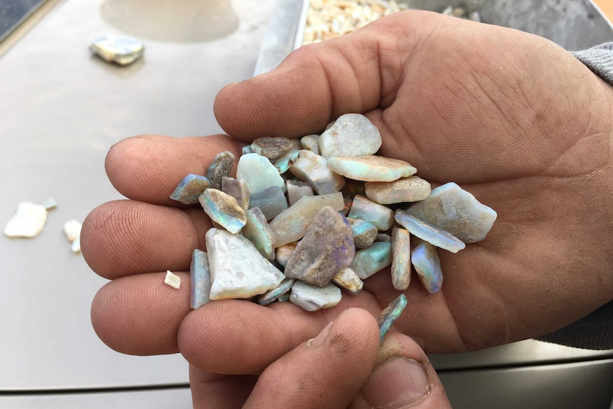 Small chips of blue opal shine in the sun as they are held in a large open palm.