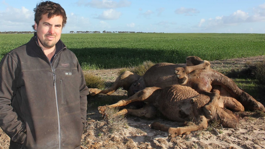 A man poses in front of a pile of dead camel bodies in a field.