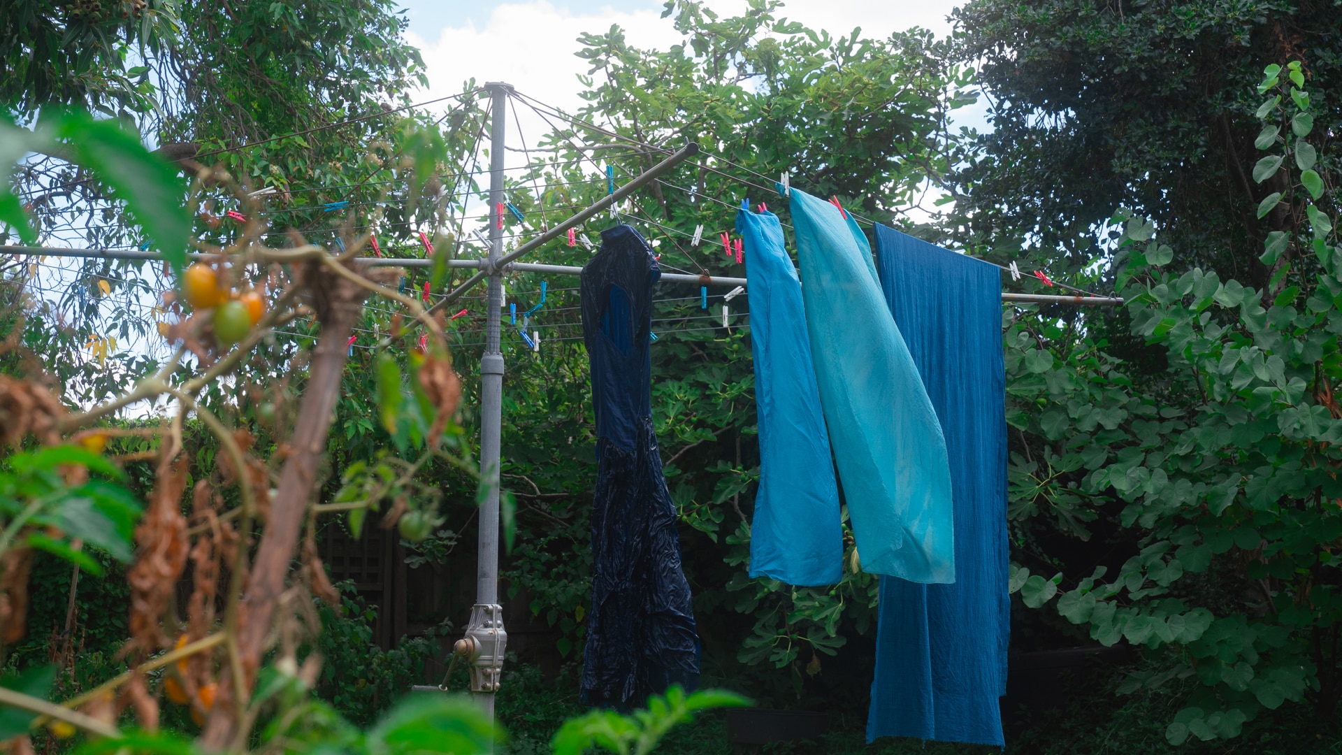 How to use plants to dye clothes naturally ABC Everyday