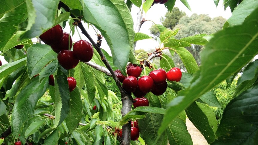 Could there be a more beautiful fruit?