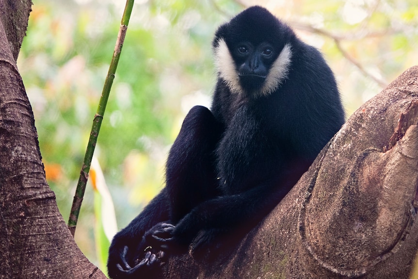 A black fluffy primate with white sideburns