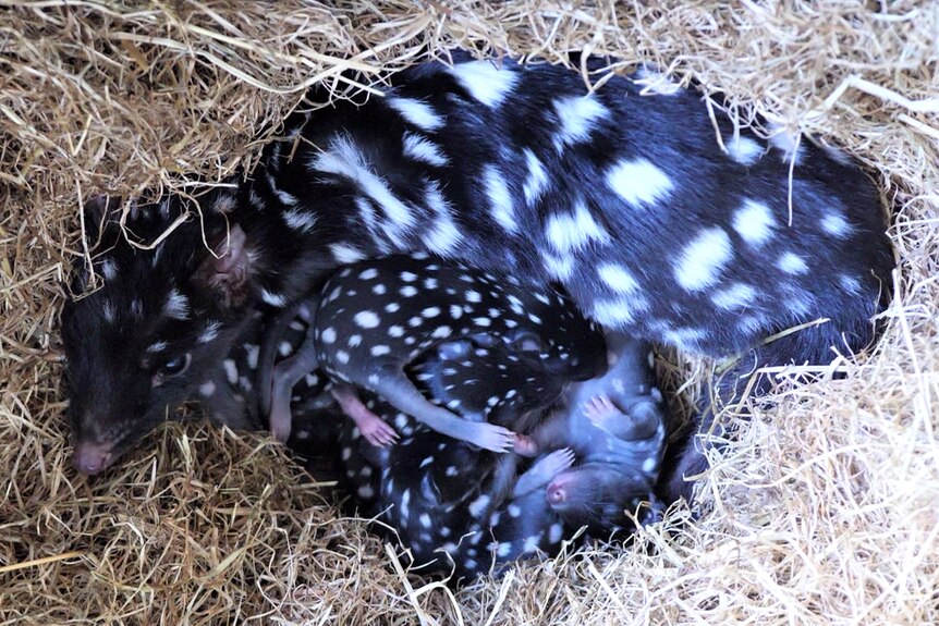 Six eastern quoll pups curl up next to their mum in a pile of straw.