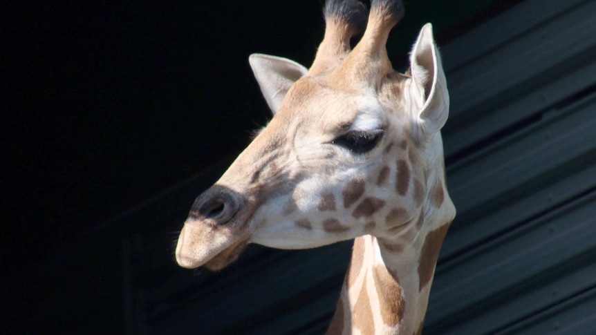 Ellie the baby giraffe in a crate being transferred to Perth Zoo