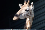 Ellie the baby giraffe in a crate being transferred to Perth Zoo