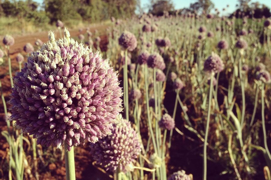 A field of elephant garlic with round large flowers on their stalks.