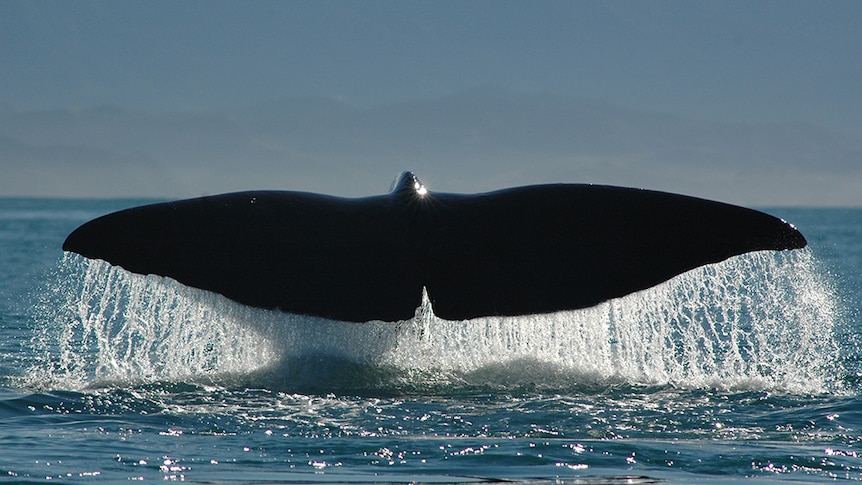 Tail of sperm whale above surface of the ocean.