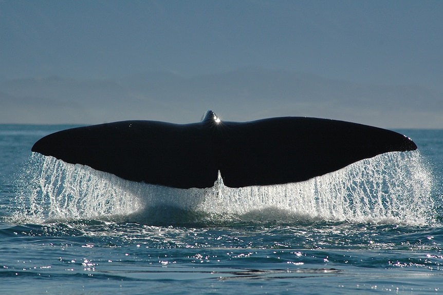 Tail of sperm whale above surface of the ocean.