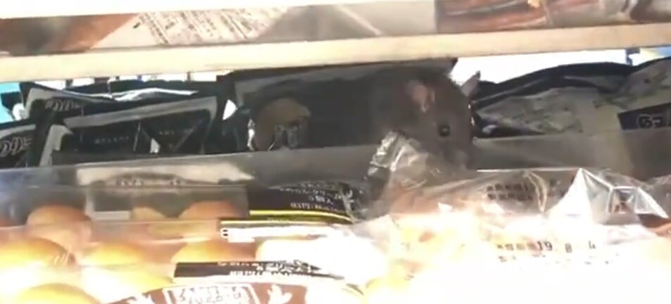 Japan convenience store apologises after video of rodents at play goes ...