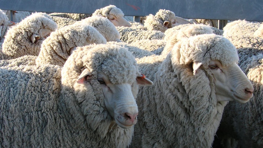 Carbon farming challenge: turning a merino wool farm into a carbon sink -  ABC News
