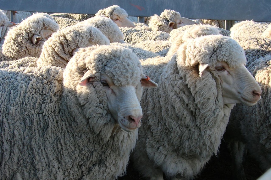Цвет шерсти овец. Асканийиская породы овец. Азербайджанский горный меринос порода овец. Асканийская порода овец. Сальский меринос порода овец.