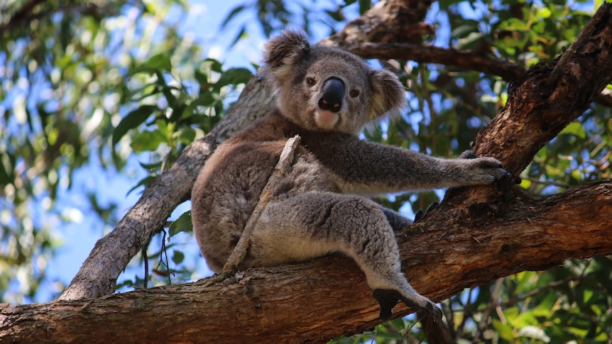 Koala sitting in a tree.
