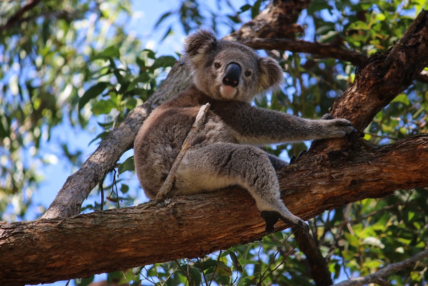 Koala sitting in a tree.