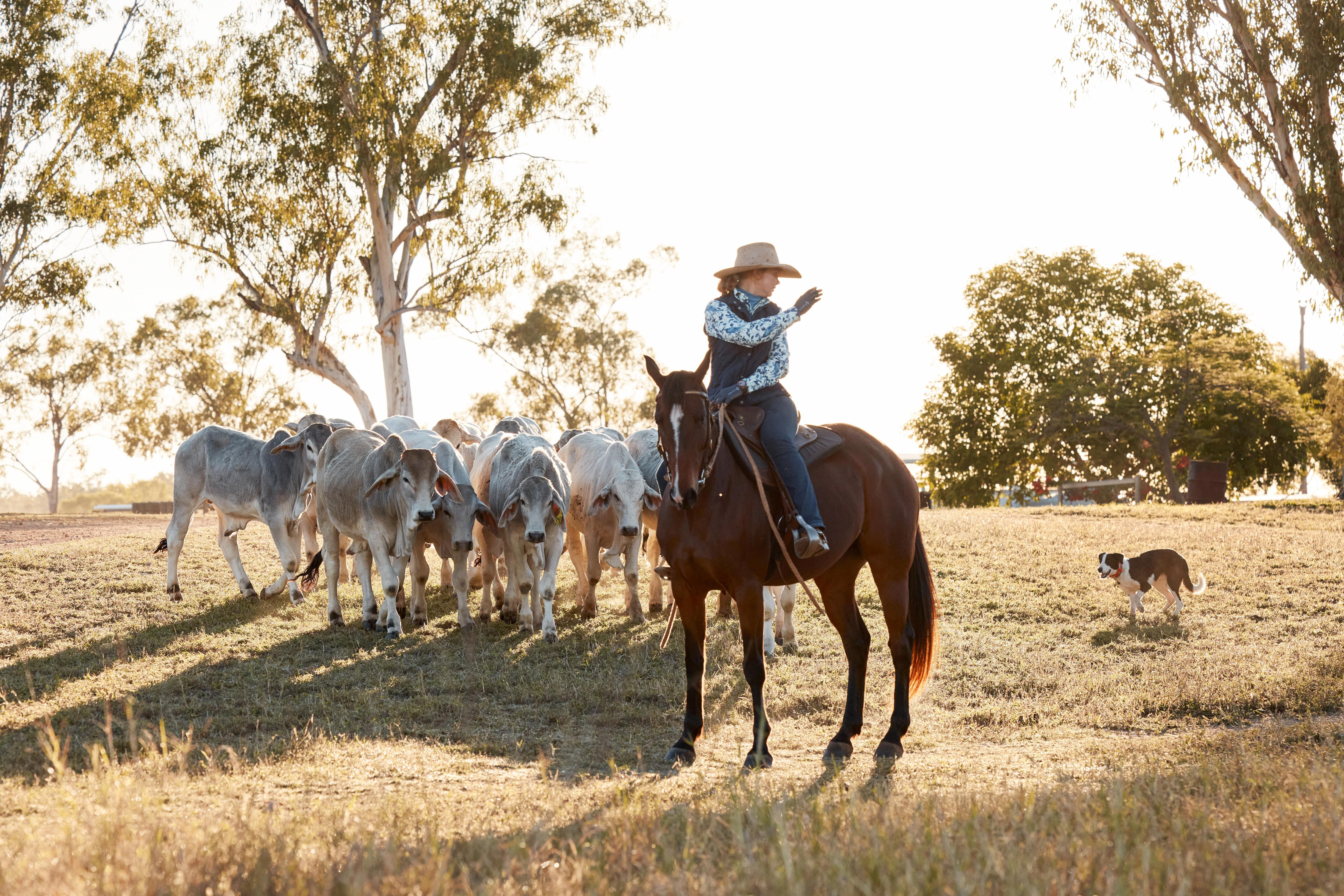 A woman on a horse gestures to a muster dog.