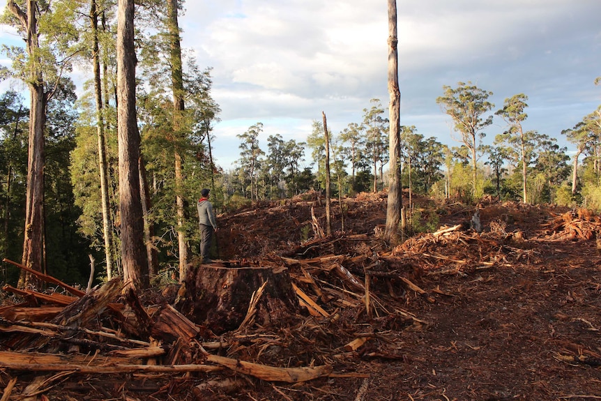 Tarkine logging operation interrupted by protesters