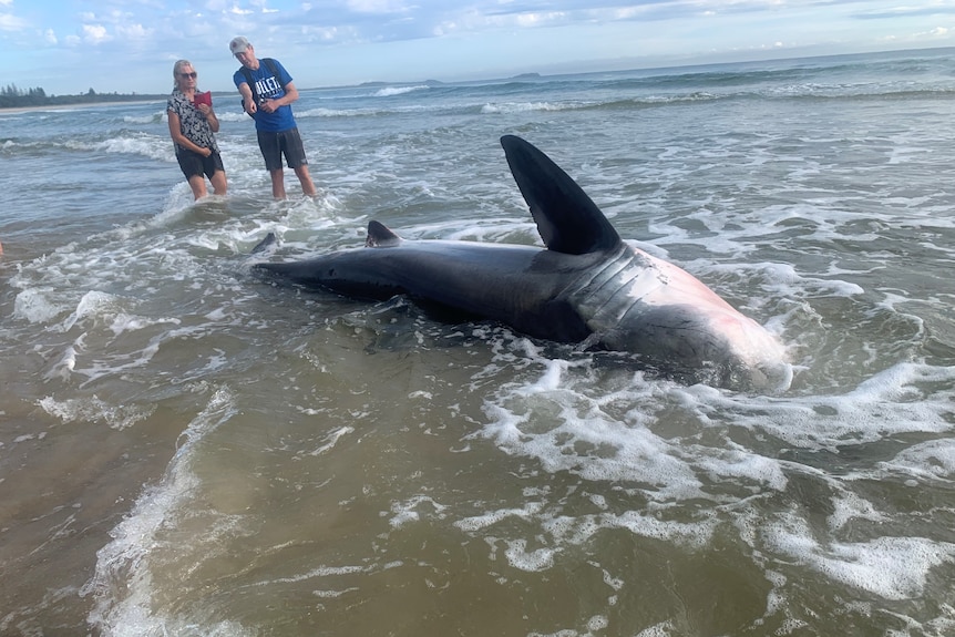 A 3 point five metre great white shark washed up on a beach with two men observers 
