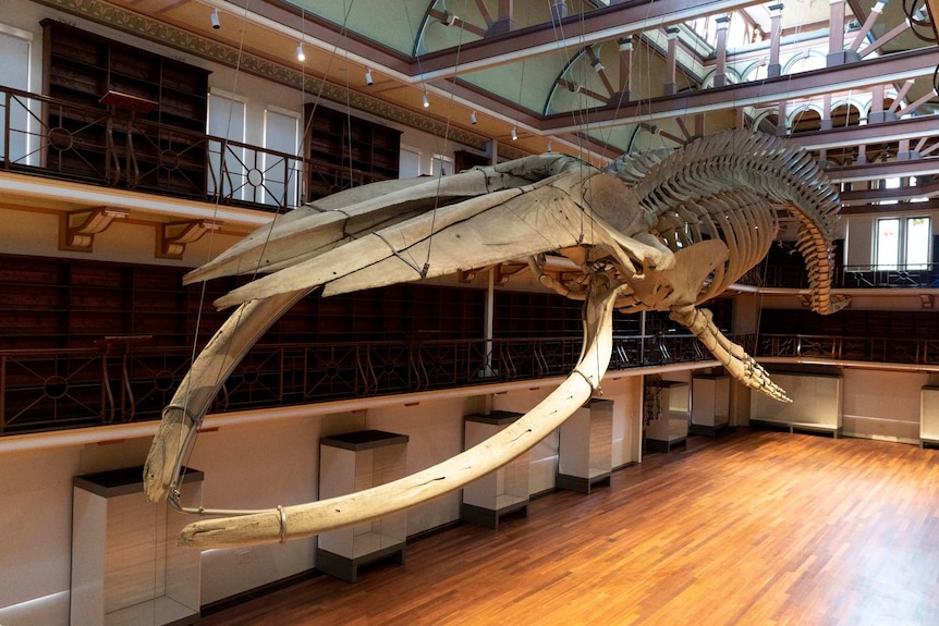 A whale skeleton suspended on the ceiling of an old building