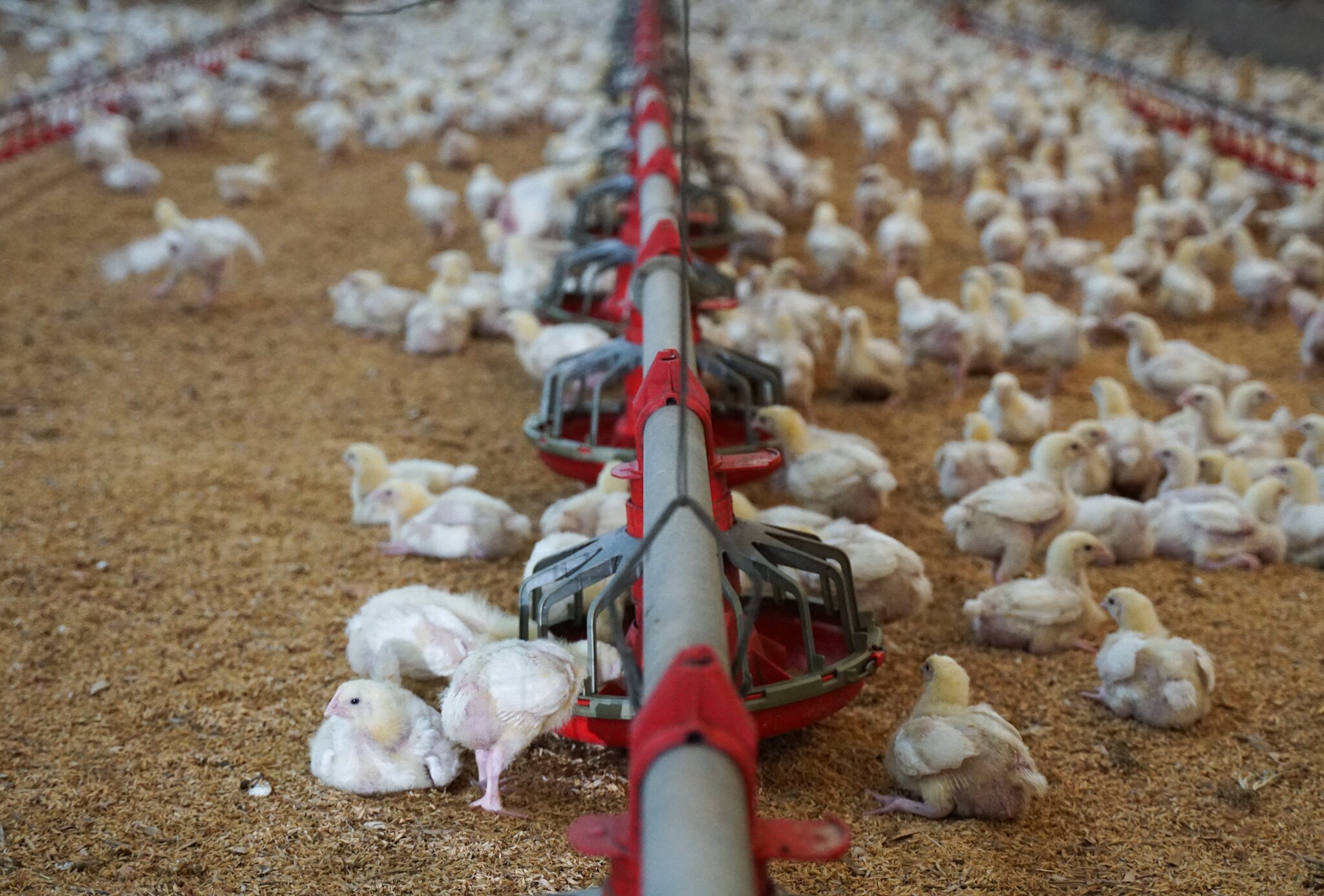 Hundreds of white chicks in a shed, feeding from red grain troughs.