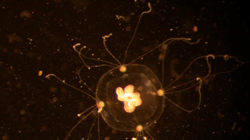 Bougainvillia jellyfish under microscope.