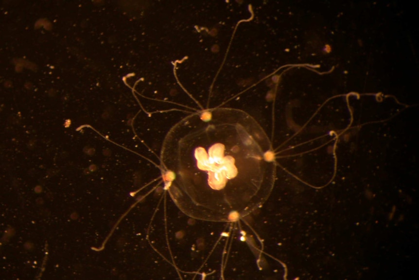 Bougainvillia jellyfish under microscope.