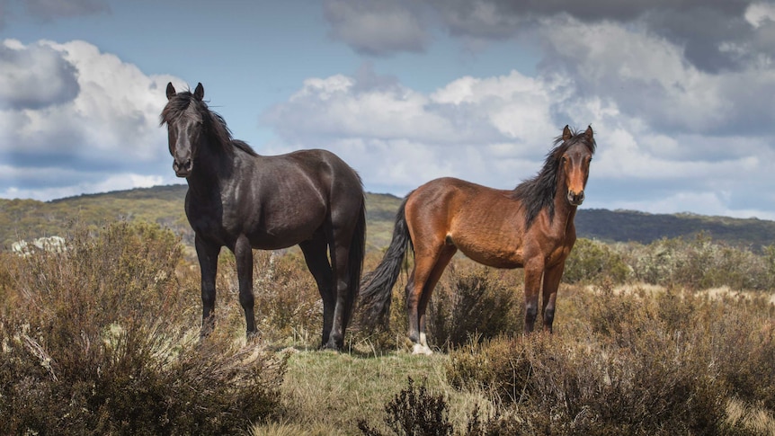 Brumbies at Tantangara Creek