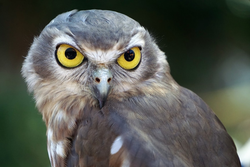 Barking Owl front on