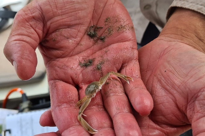 A small crab being held in a man's hands.