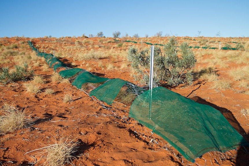 Chiken wire covered with nets lies in rows on the desert sand to form a refuge for small animals after fire.