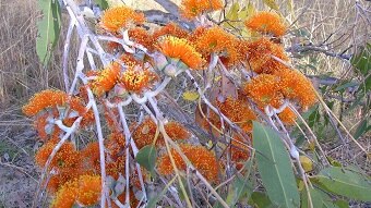 Close up of Eucalyptus miniata from the Kimberley region