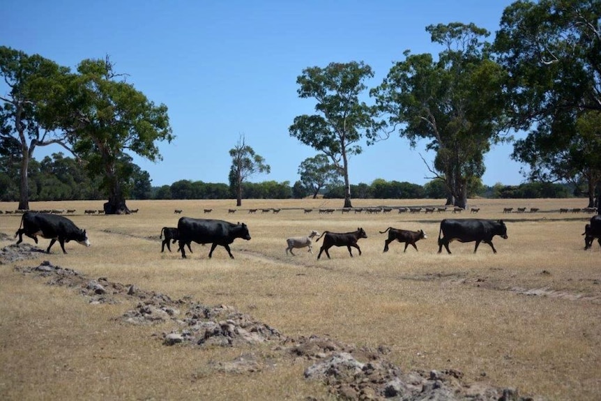 Sheep and cows