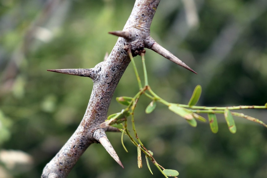 Branch, leaves, and thorns of a mesquite tree.