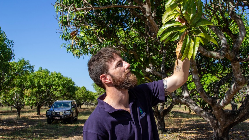 a man looking at a mango tree in an orchard.