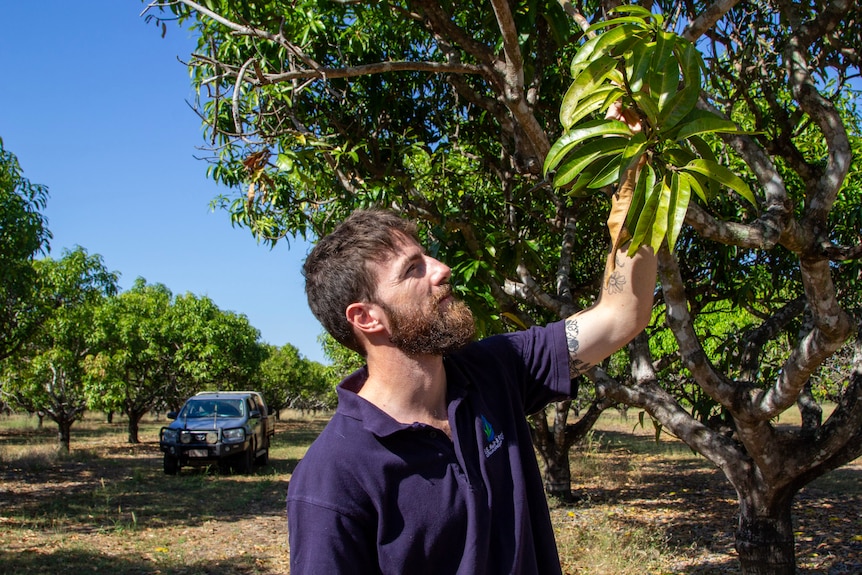a man looking at a mango tree in an orchard.