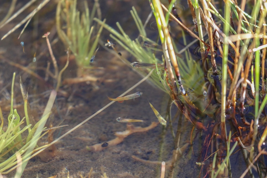 A group of small, silver fish dart among clumps of vegetation.