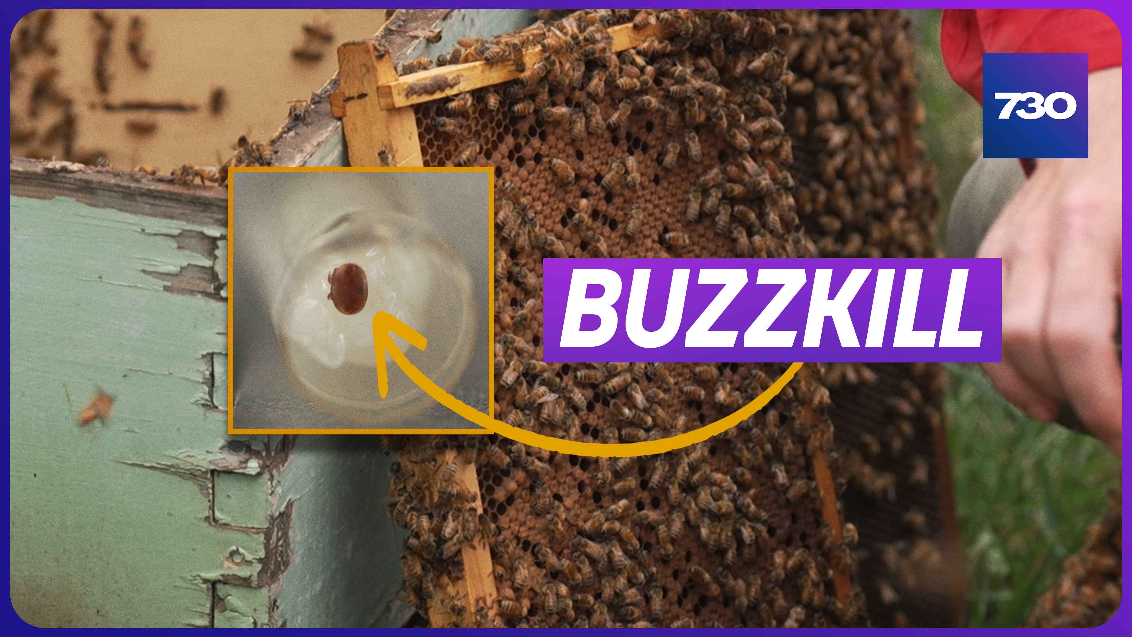 Second wave of bee-killing mites raises food security fears - ABC News